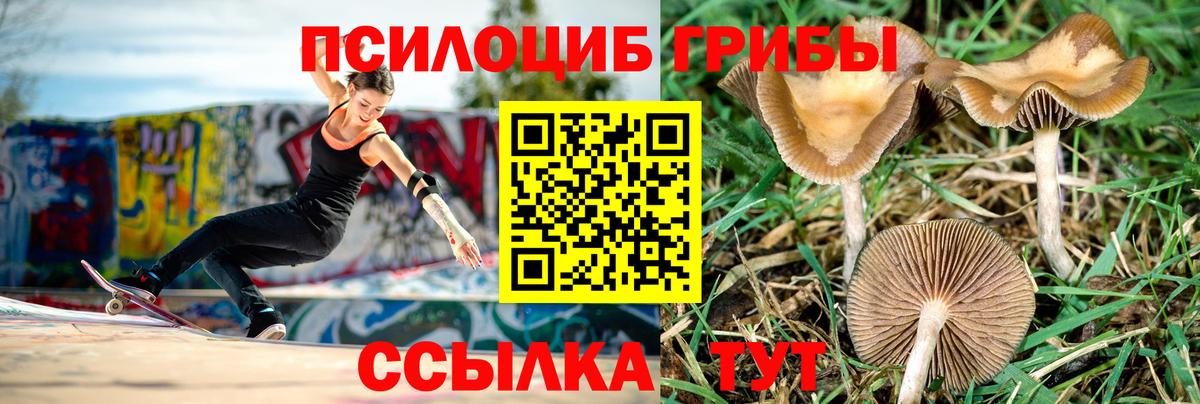 Галлюциногенные грибы Psilocybe Рубцовск